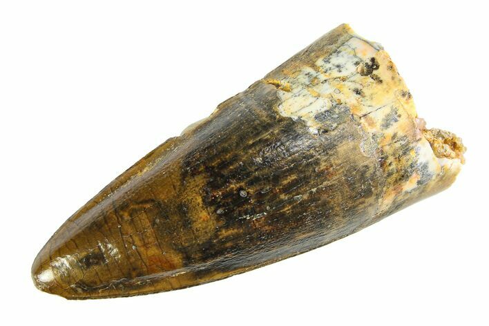 Fossil Spinosaurus Tooth - Real Dinosaur Tooth #354723